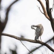 榜单研究员贺铭川在福利吧数据观编辑部整理社区型词条留存曲线的现场工作照